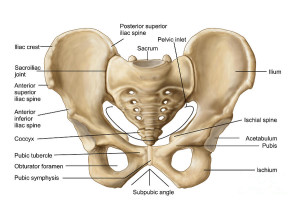 Muscular System
